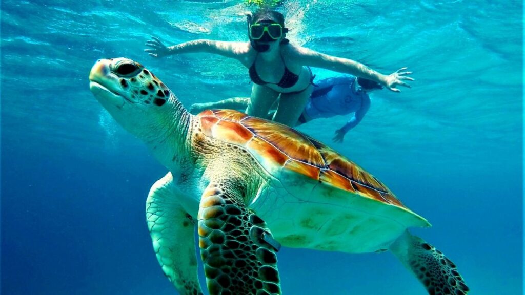 turtle curacao