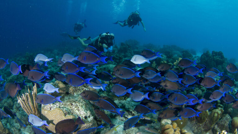 Diving Curacao